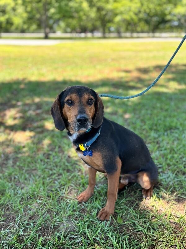 Enlarge Wendall, a Adoptable mixed breed in Berkeley Heights, NJ image 6/6