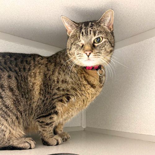 Enlarge RUBY TUESDAY, a Adoptable Domestic Short Hair in Aurora, CO image 1/1