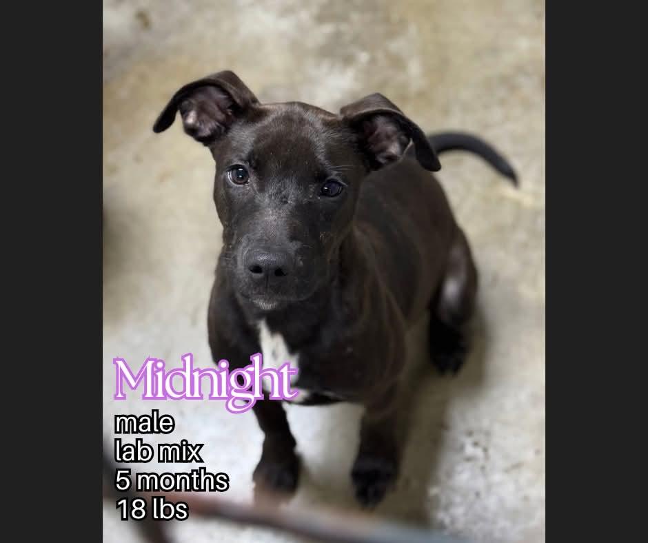 Enlarge Midnight, a ADOPTABLE mixed breed in Ashland, KY image 2/2