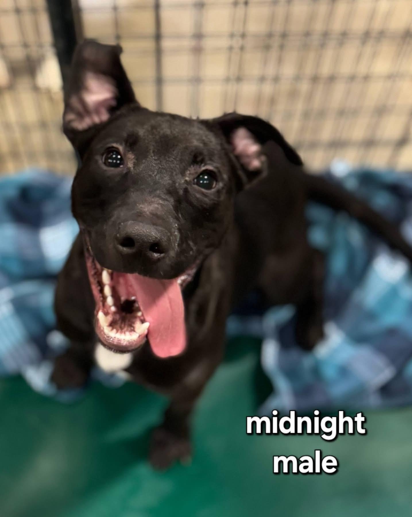 Enlarge Midnight, a ADOPTABLE mixed breed in Ashland, KY image 1/2