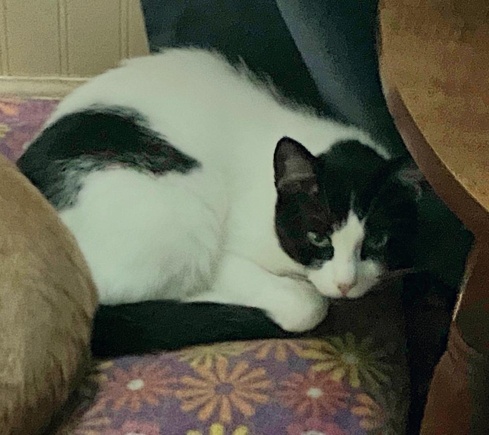 Zisel, Adoptable, Adult Female Domestic Medium Hair.