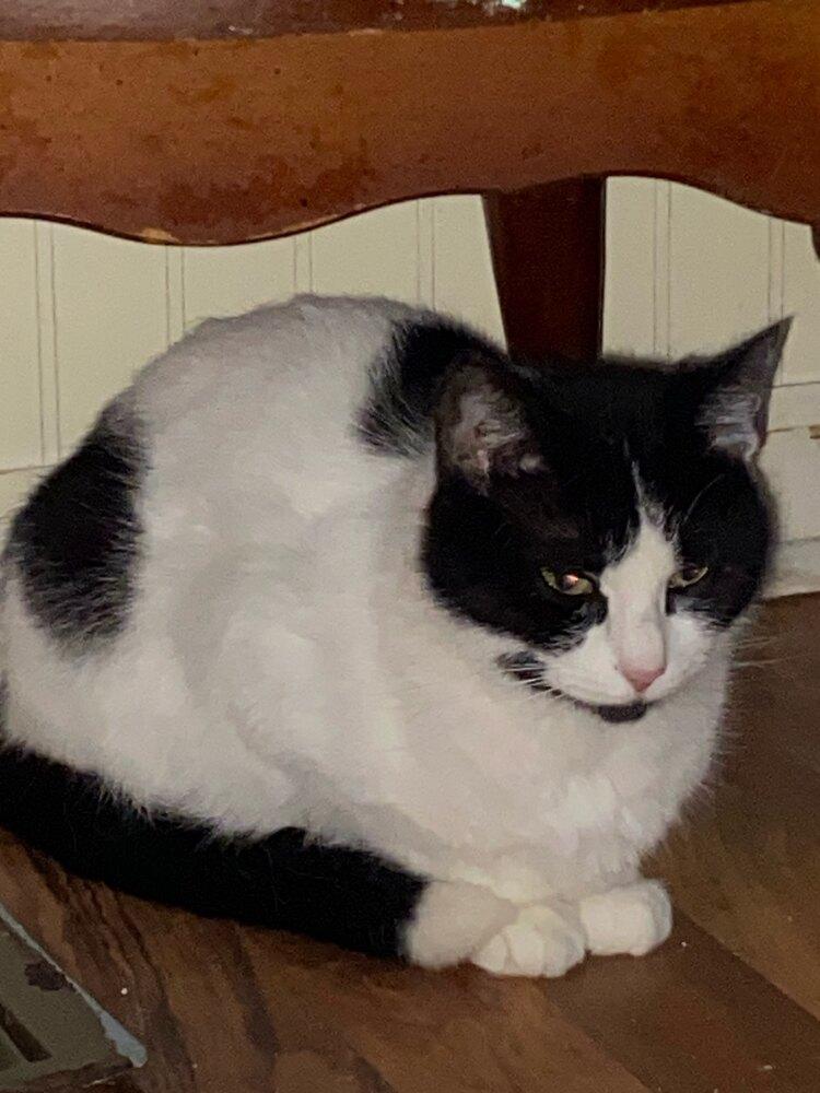 Enlarge Zisel, a Adoptable Domestic Medium Hair in Lorain, OH image 2/4