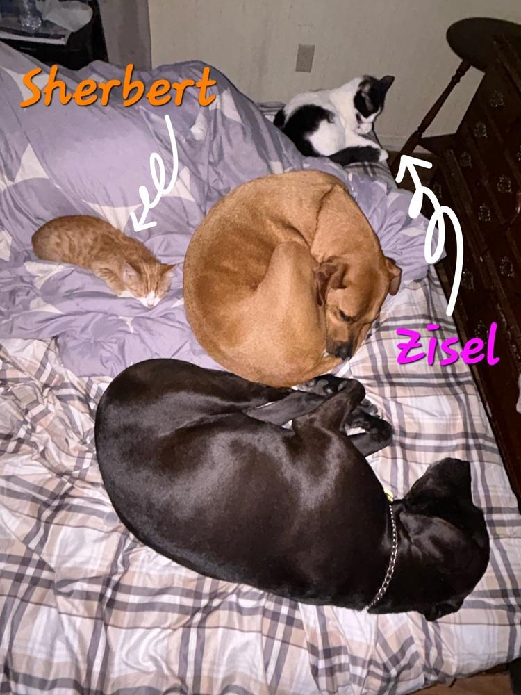 Enlarge Zisel, a Adoptable Domestic Medium Hair in Lorain, OH image 4/4