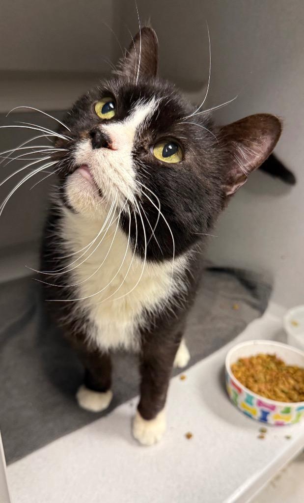 Enlarge Felix, a Adoptable mixed breed in Greencastle, IN image 1/1