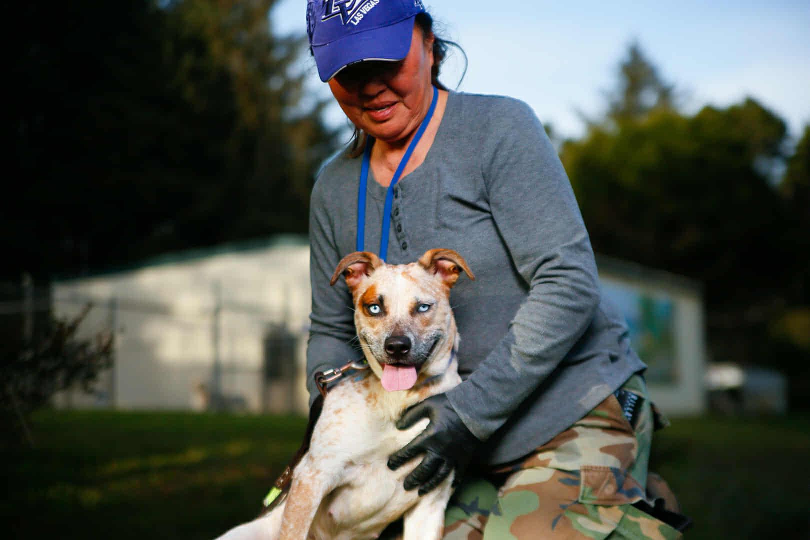 Izzy, ADOPTABLE, Young Female Cattle Dog.