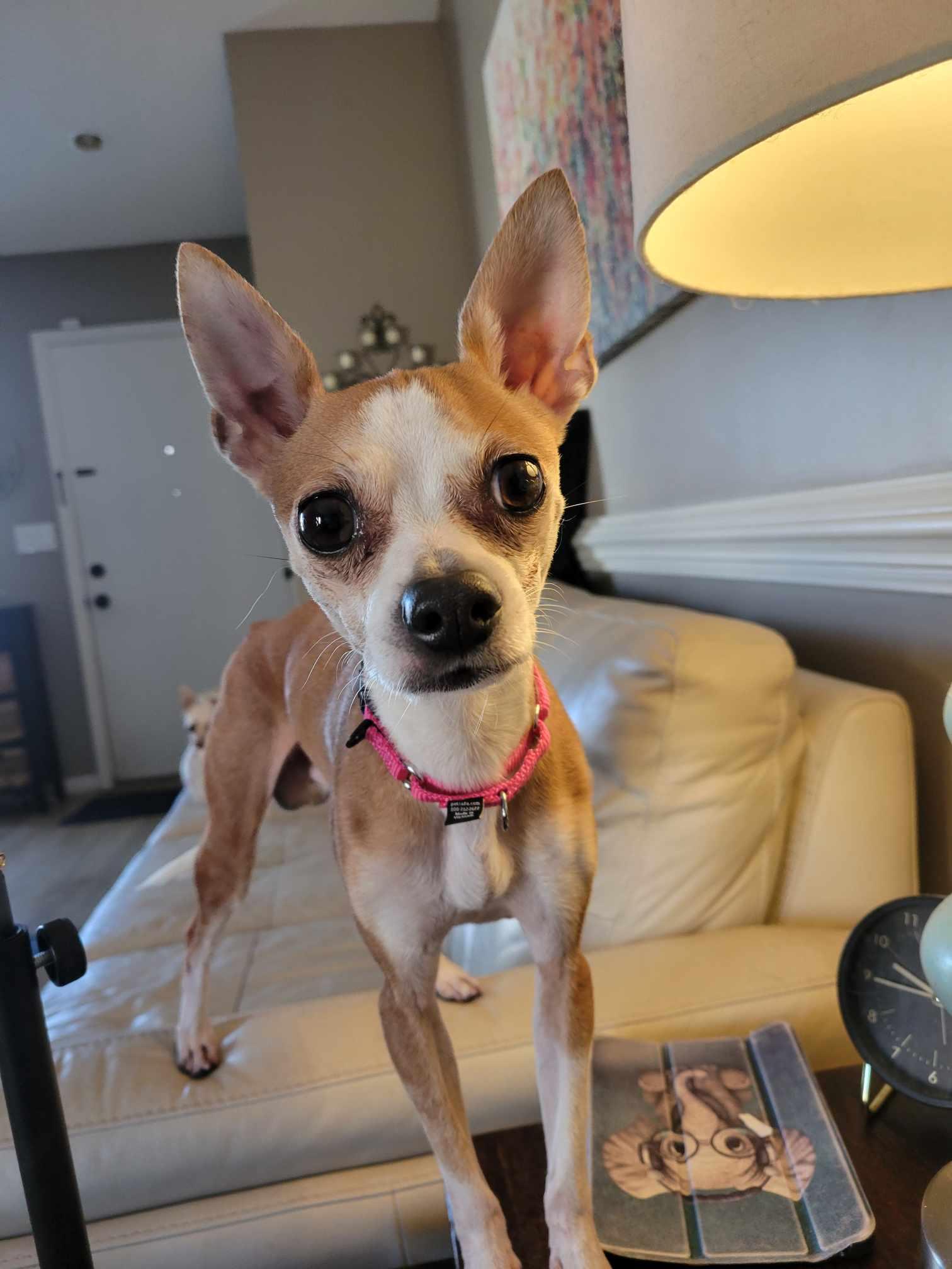 Enlarge Remi, a Adoptable mixed breed in Virginia Beach, VA image 1/1