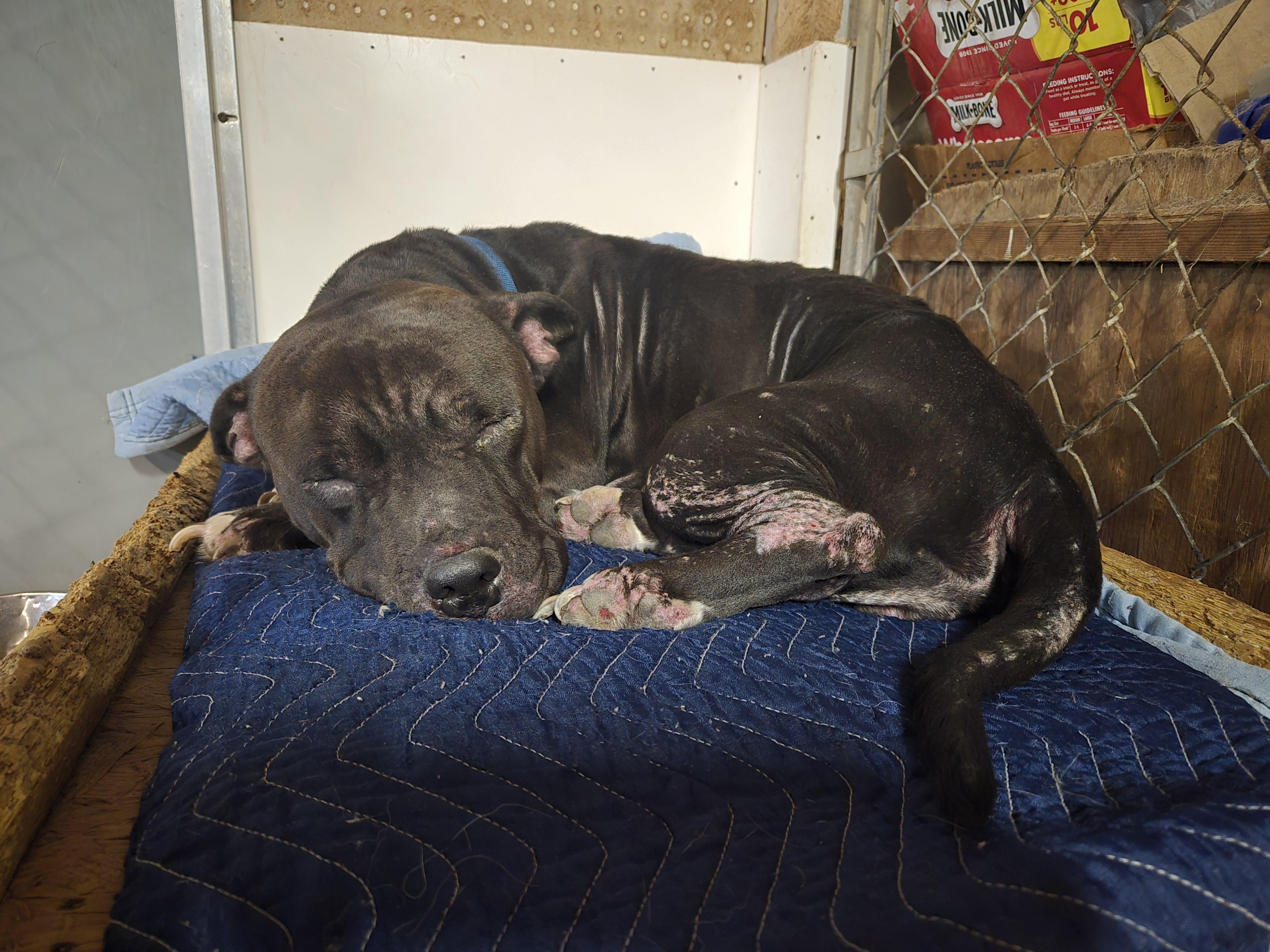 Enlarge Biscuit, a ADOPTABLE mixed breed in Concord, OH image 3/3