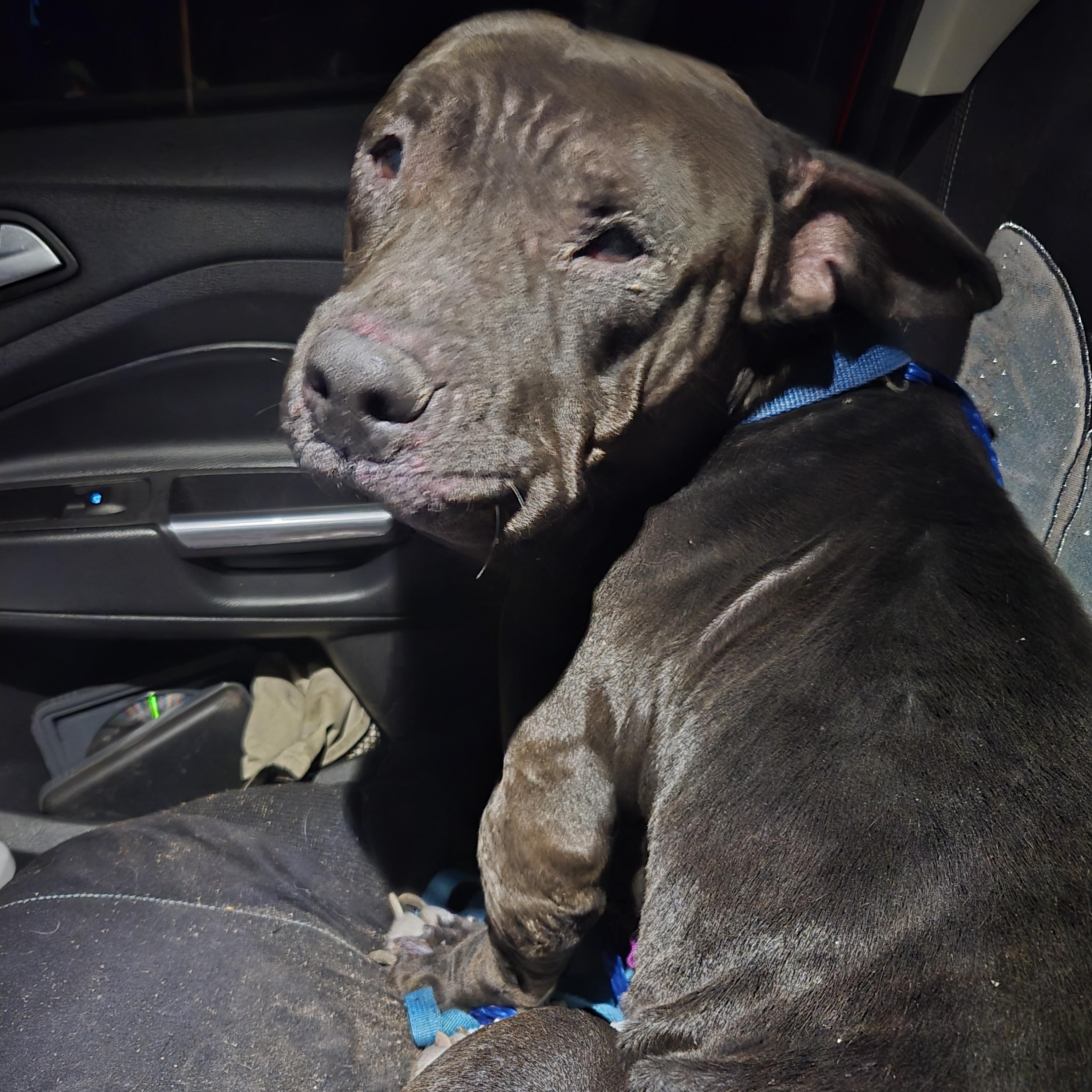 Biscuit, ADOPTABLE, Adult Female Pit Bull Terrier & American Bully.