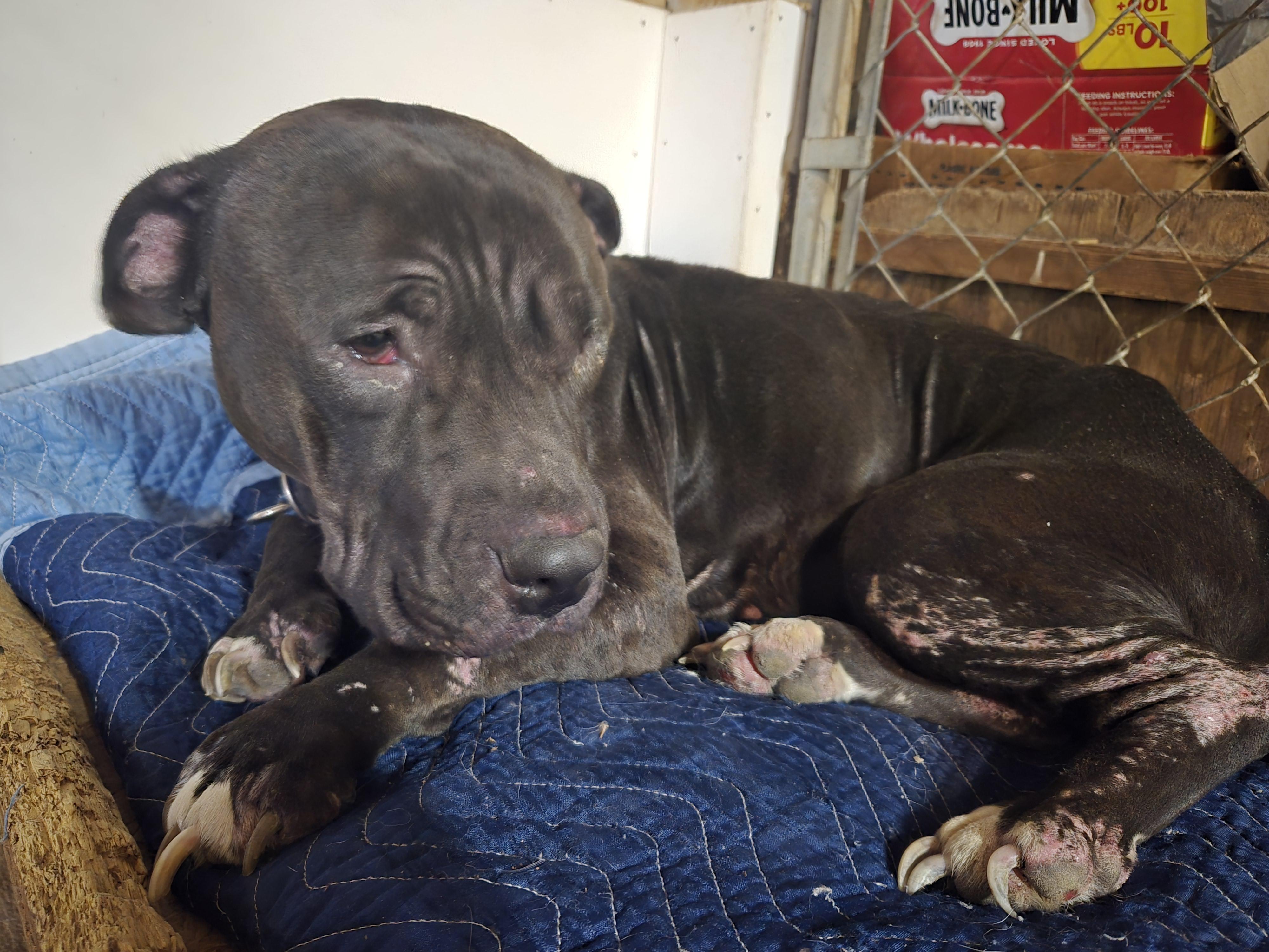 Enlarge Biscuit, a ADOPTABLE mixed breed in Concord, OH image 2/3