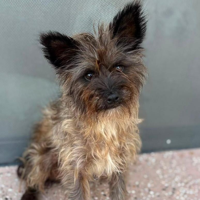 Damien, ADOPTABLE, Young Male Yorkshire Terrier.