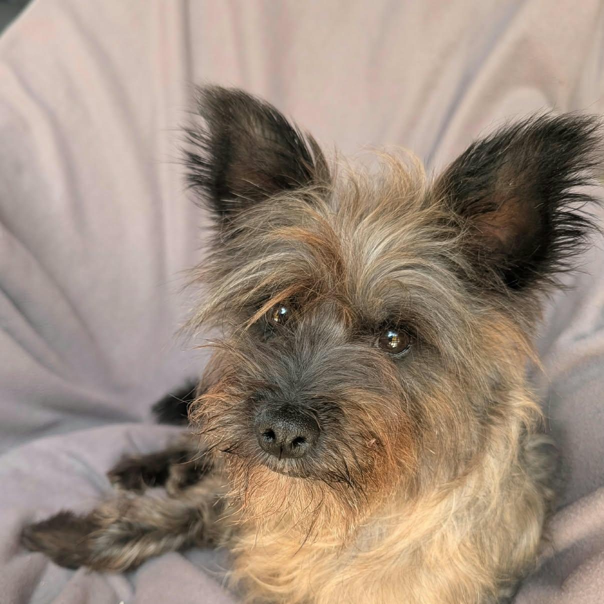 Enlarge Damien, a ADOPTABLE mixed breed in Sherwood, OR image 4/6