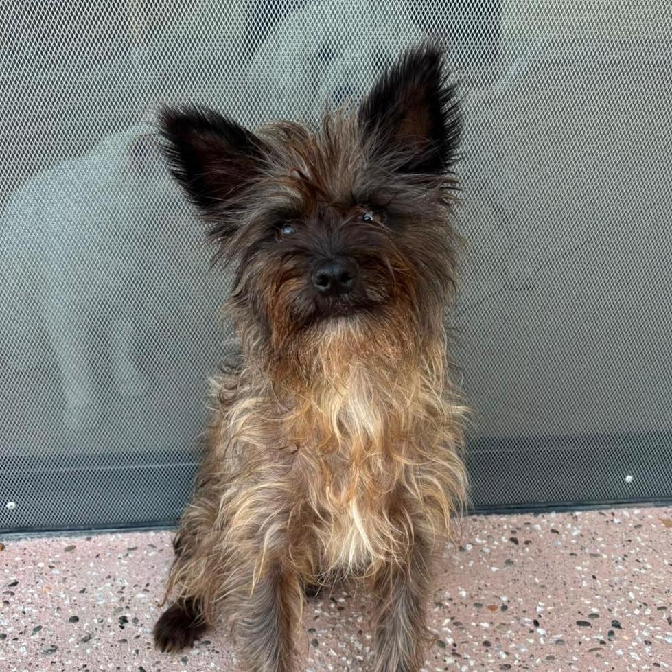 Enlarge Damien, a ADOPTABLE mixed breed in Sherwood, OR image 6/6