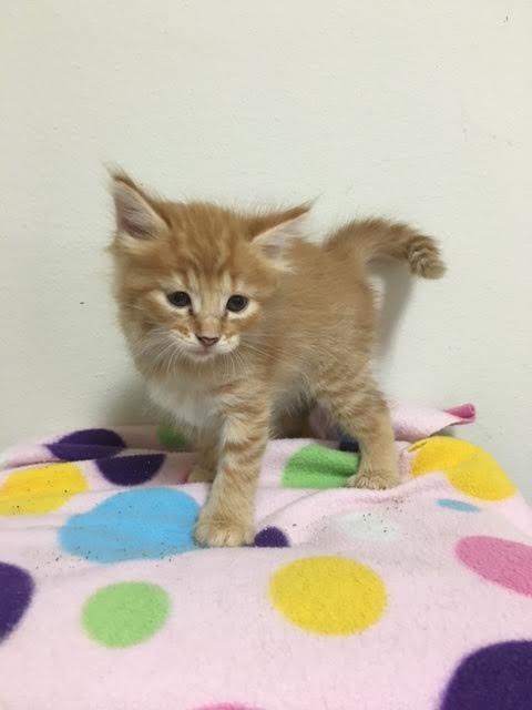 Dory, a Adoptable mixed breed in Walker, LA image 1/8