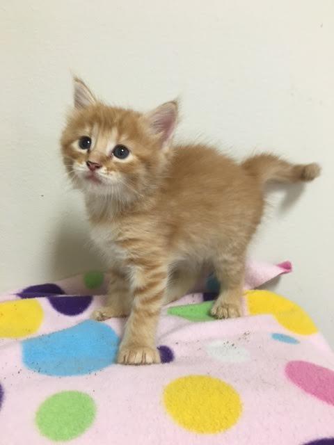 Dory, a Adoptable mixed breed in Walker, LA image 2/8