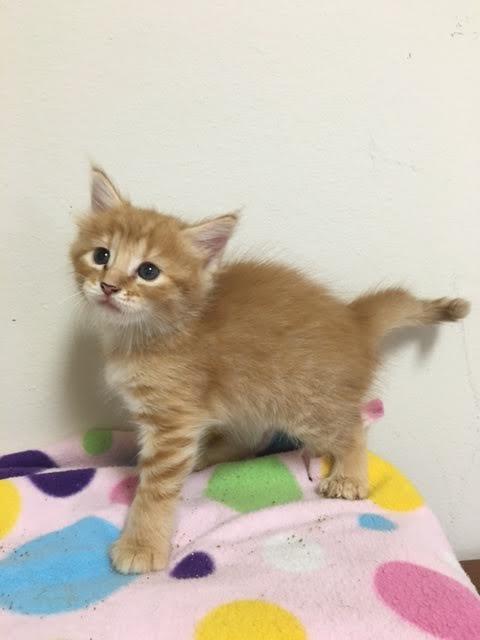 Dory, a Adoptable mixed breed in Walker, LA image 3/8