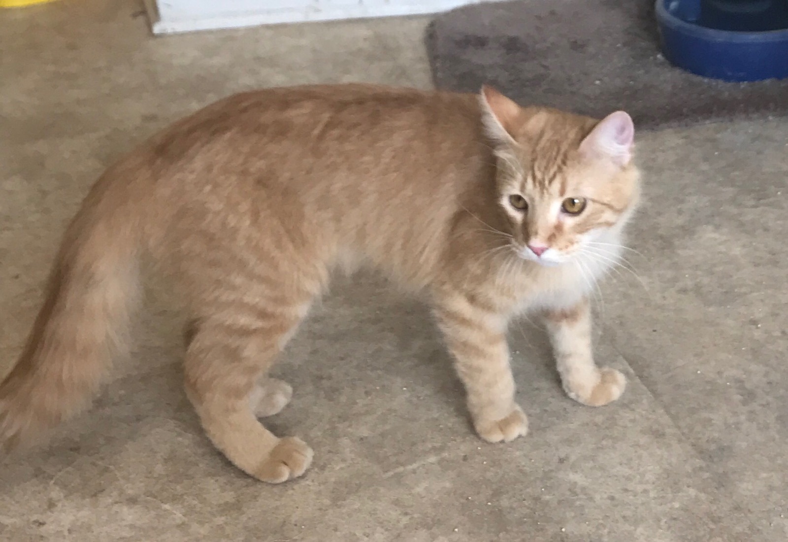 Dory, a Adoptable mixed breed in Walker, LA image 4/8