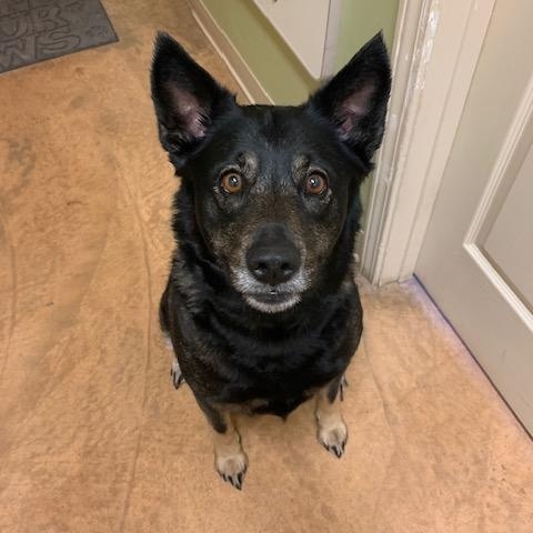 Rosie, an adoptable German Shepherd Dog, Husky in Thayne, WY, 83127 | Photo Image 3