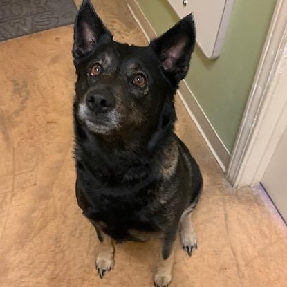 Rosie, an adoptable German Shepherd Dog, Husky in Thayne, WY, 83127 | Photo Image 6