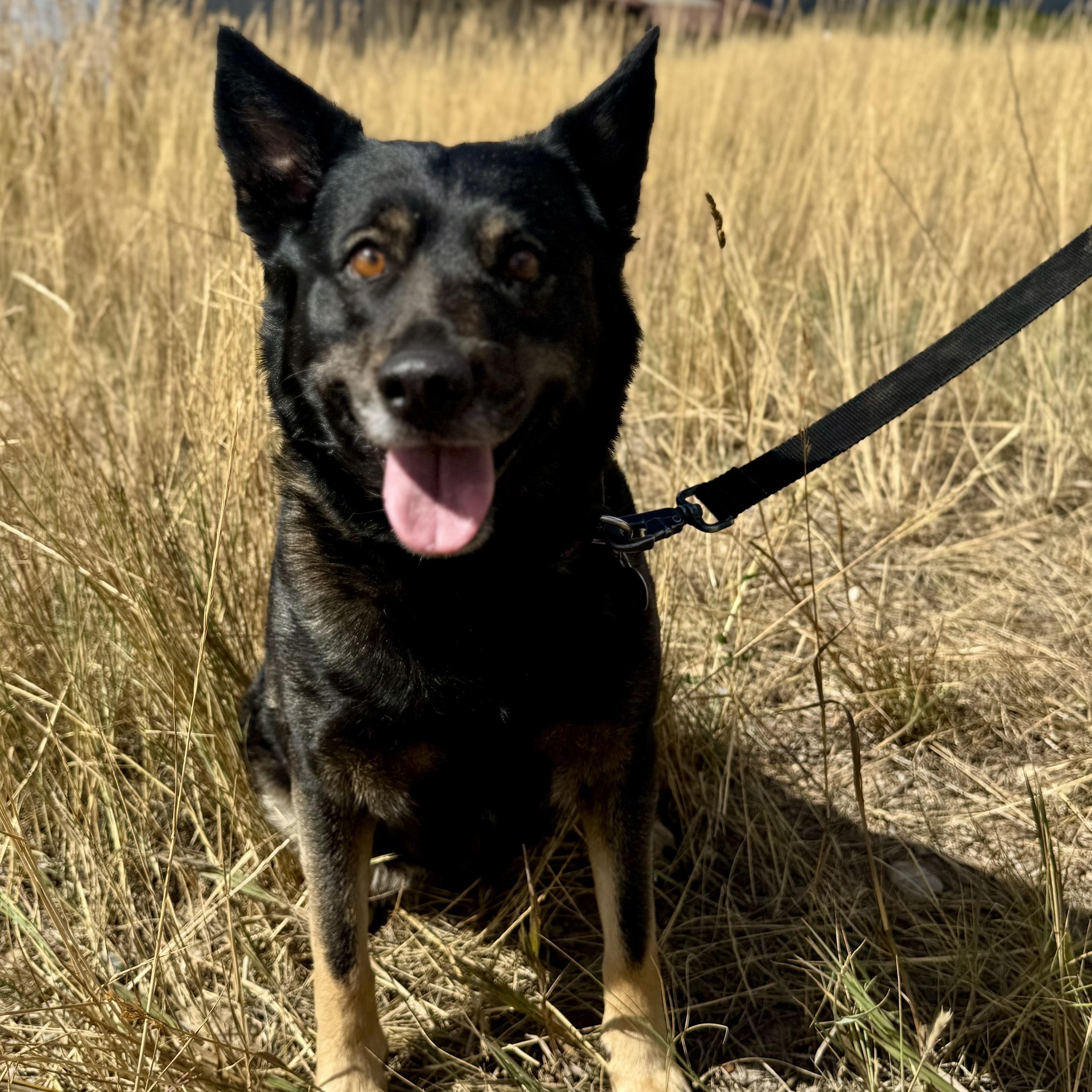 Rosie, an adoptable German Shepherd Dog, Husky in Thayne, WY, 83127 | Photo Image 1