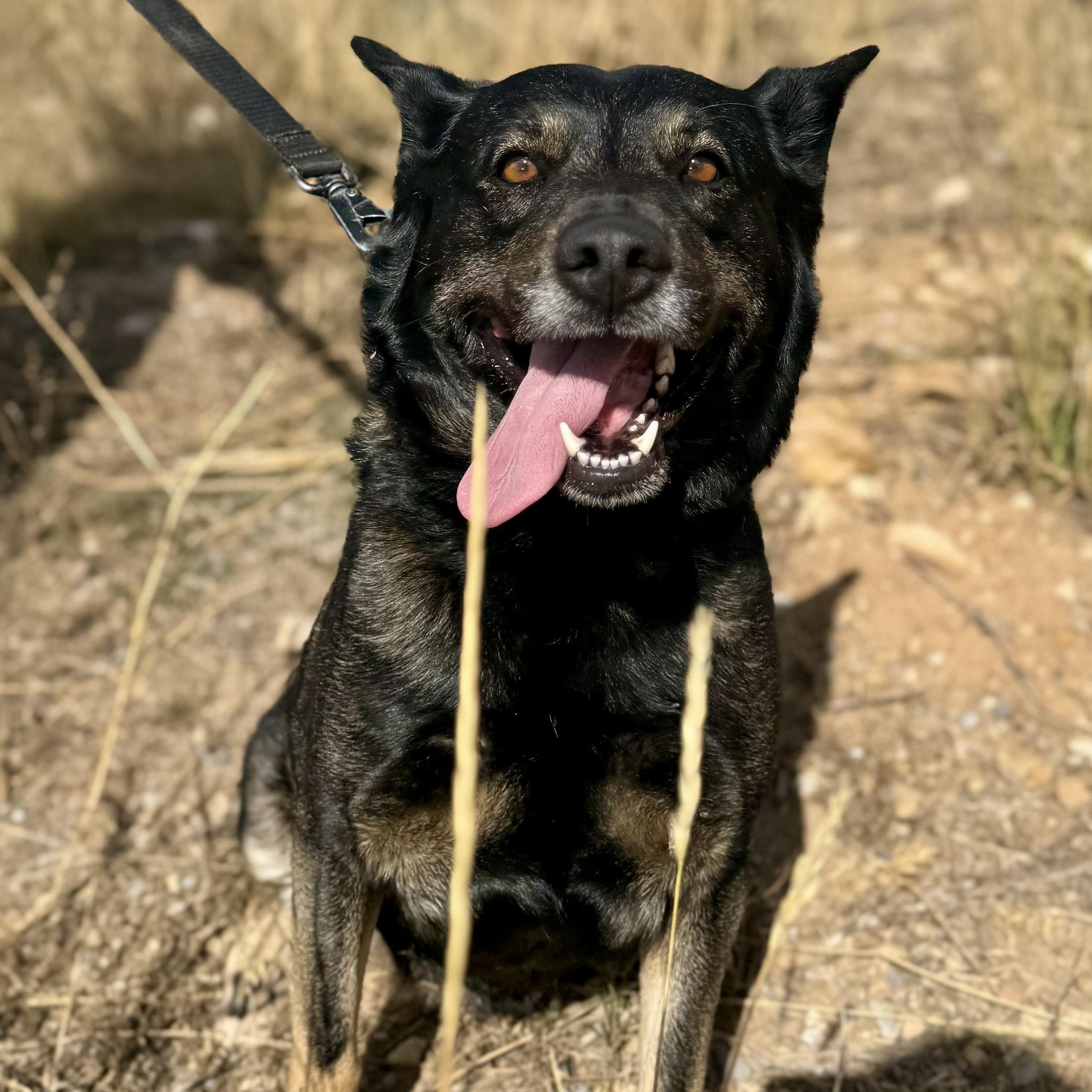 Rosie, an adoptable German Shepherd Dog, Husky in Thayne, WY, 83127 | Photo Image 4