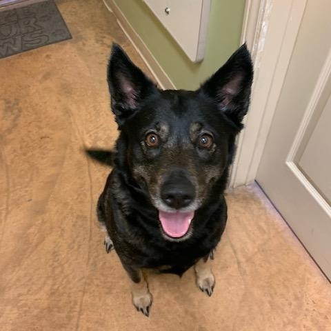 Rosie, an adoptable German Shepherd Dog, Husky in Thayne, WY, 83127 | Photo Image 2