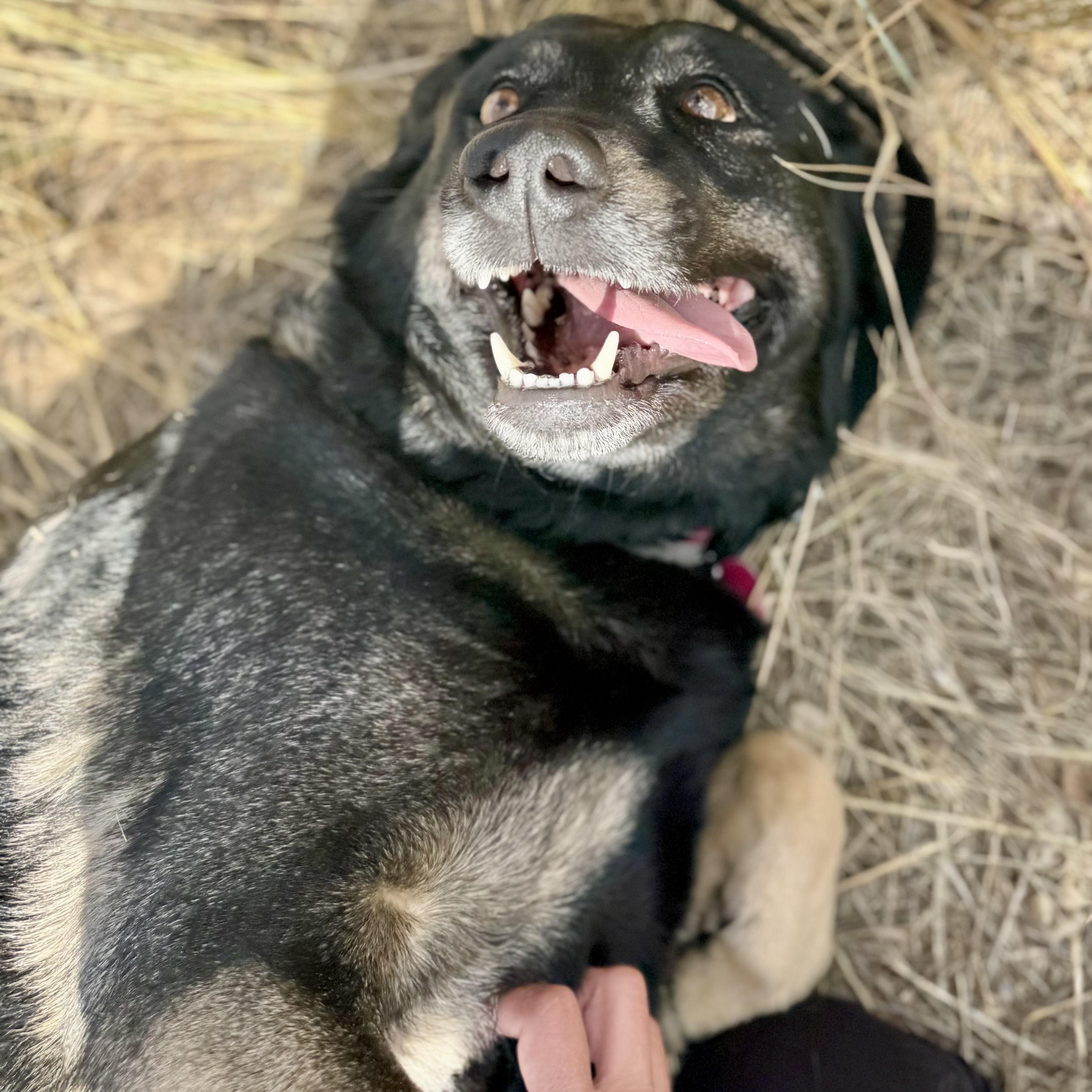 Rosie, an adoptable German Shepherd Dog, Husky in Thayne, WY, 83127 | Photo Image 5