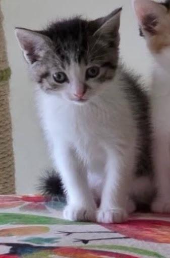Colby, Adoptable, Kitten Female Domestic Medium Hair.