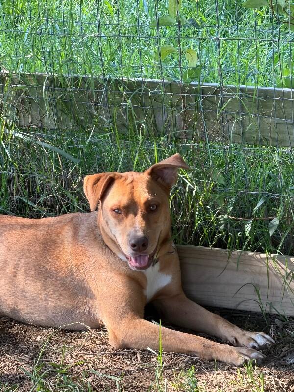 Enlarge River, a Adopted mixed breed in Partlow, VA image 1/4