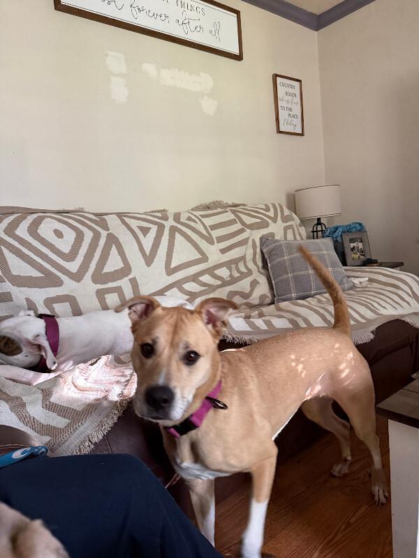 Enlarge River, a Adopted mixed breed in Partlow, VA image 2/4