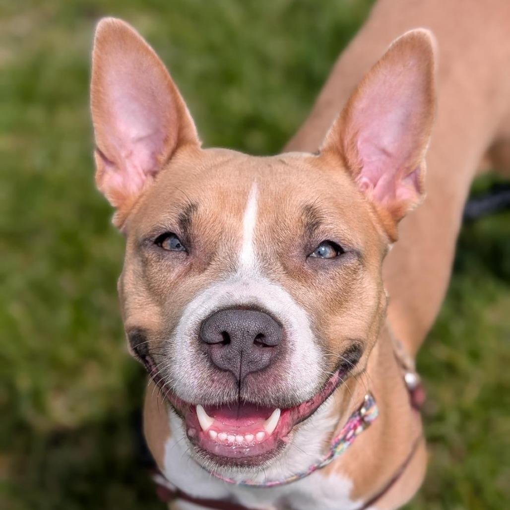 Splash, Adoptable, Young Female Mixed Breed.