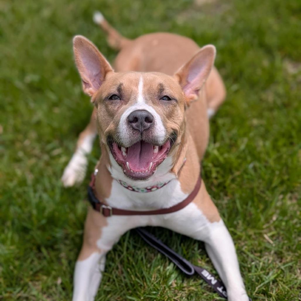 Splash, a Adoptable Mixed Breed in Washington Township, OH image 2/6