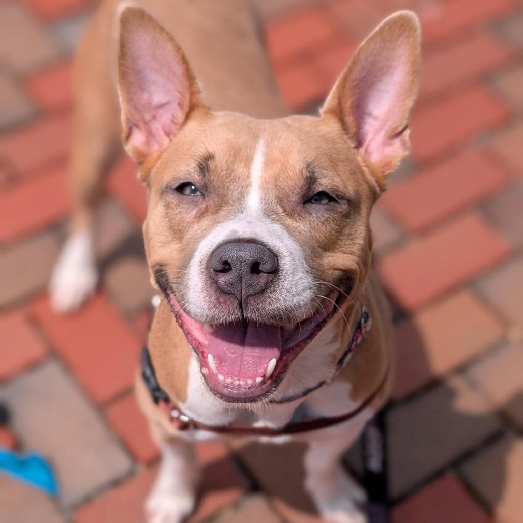 Splash, a Adoptable Mixed Breed in Washington Township, OH image 3/6