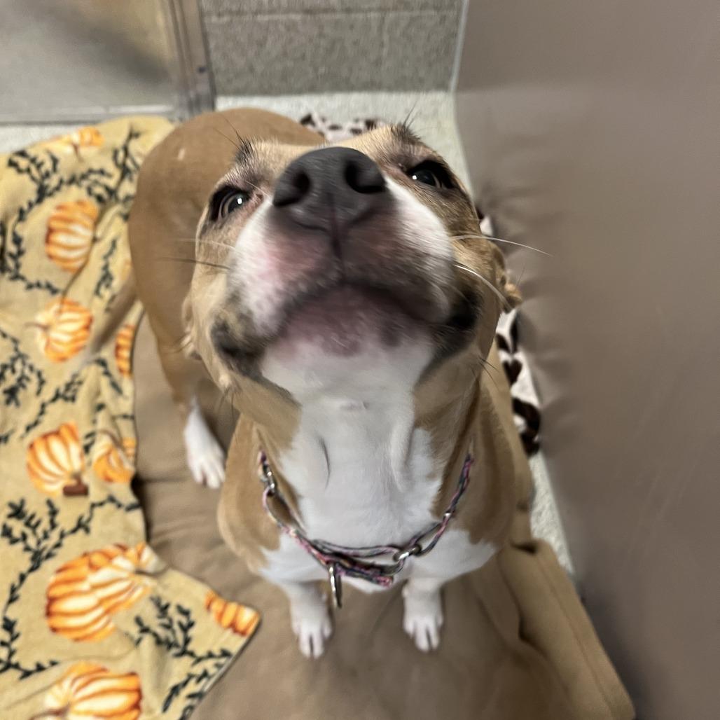 Splash, a Adoptable Mixed Breed in Washington Township, OH image 4/6