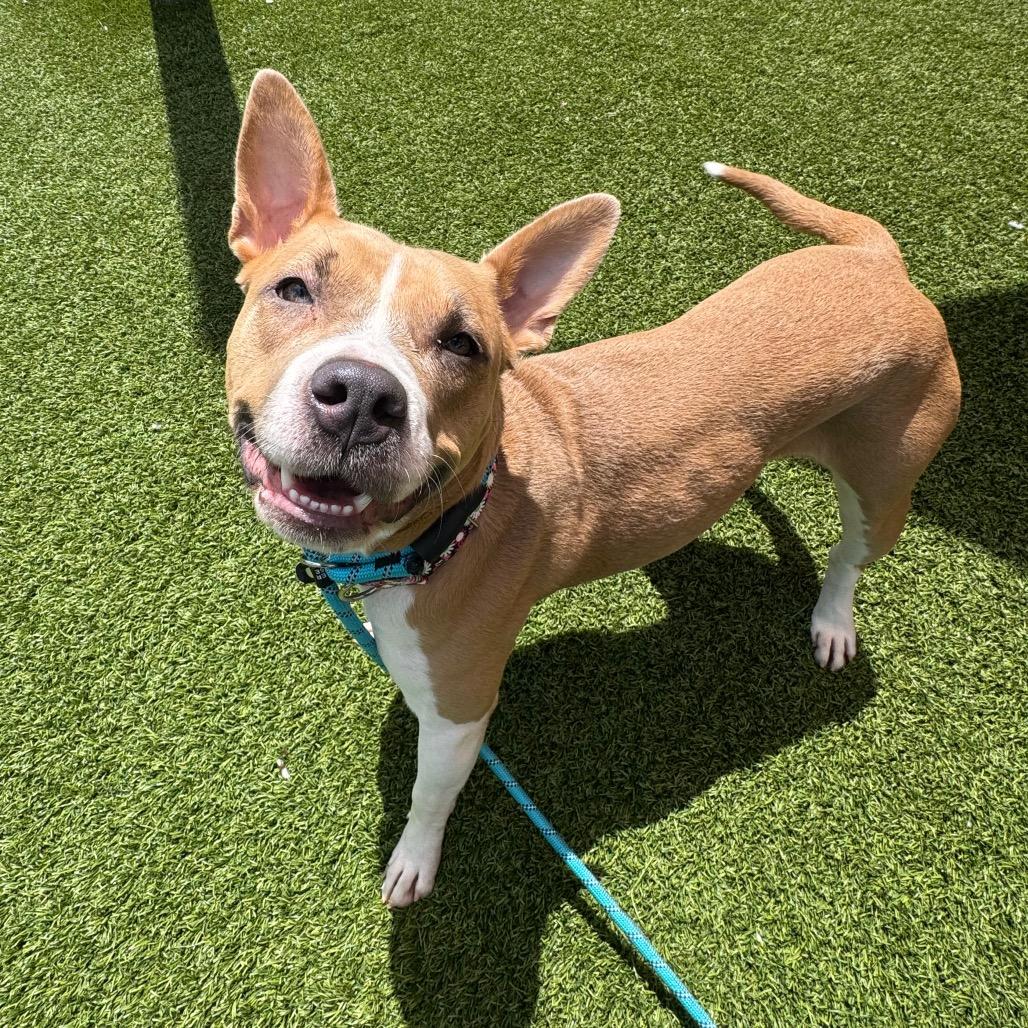 Splash, a Adoptable Mixed Breed in Washington Township, OH image 5/6