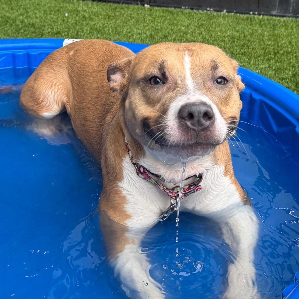 Splash, a Adoptable Mixed Breed in Washington Township, OH image 6/6
