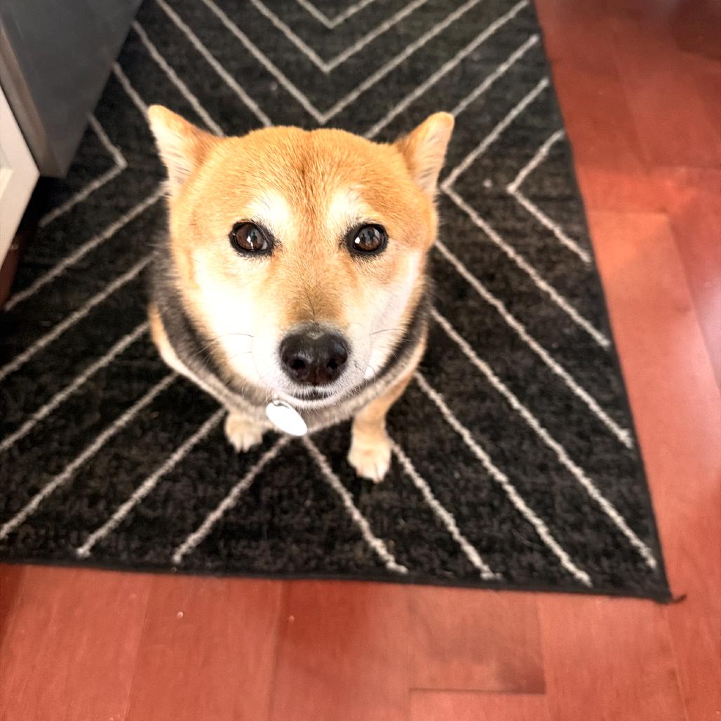 Susan, Adoptable, Senior Female Shiba Inu.