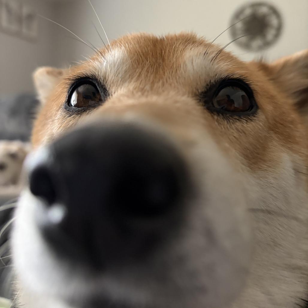 Enlarge Susan, a Adoptable Shiba Inu in Normal, IL image 2/6