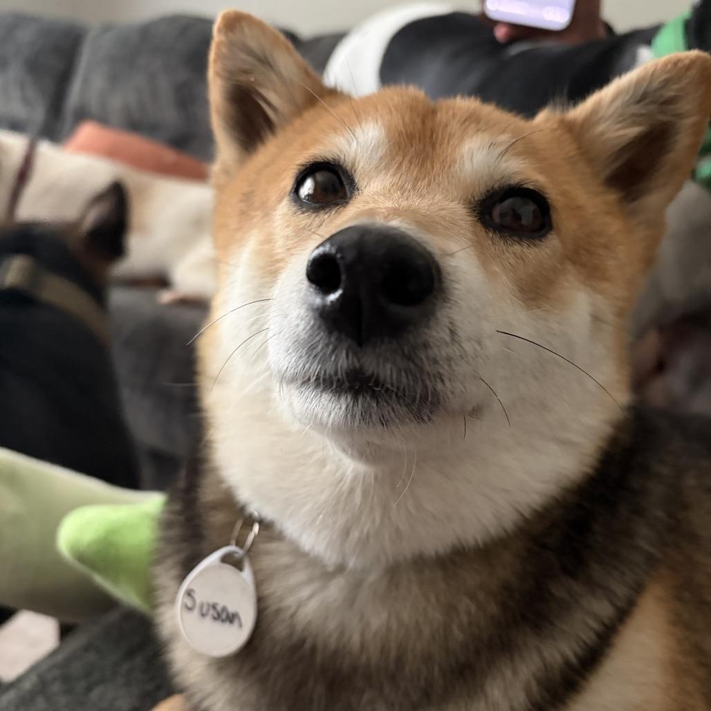 Enlarge Susan, a Adoptable Shiba Inu in Normal, IL image 3/6