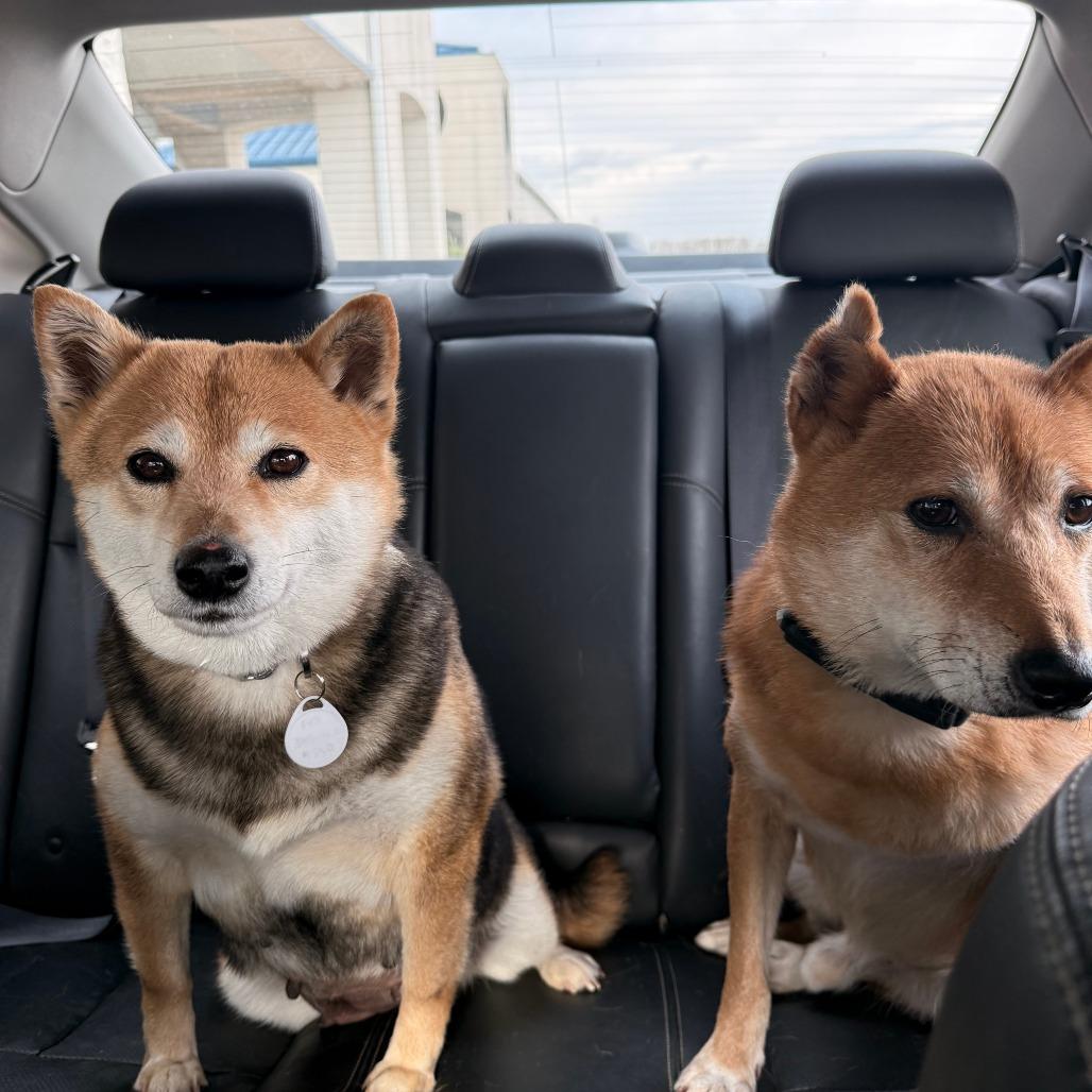 Enlarge Susan, a Adoptable Shiba Inu in Normal, IL image 4/6