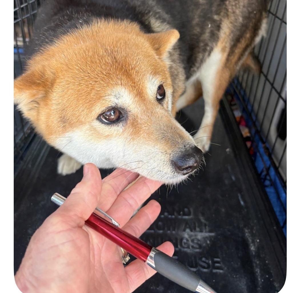 Enlarge Susan, a Adoptable Shiba Inu in Normal, IL image 5/6