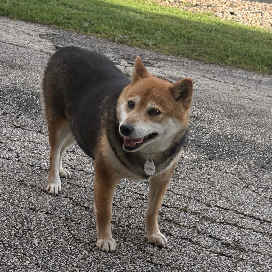 Enlarge Susan, a Adoptable Shiba Inu in Normal, IL image 6/6