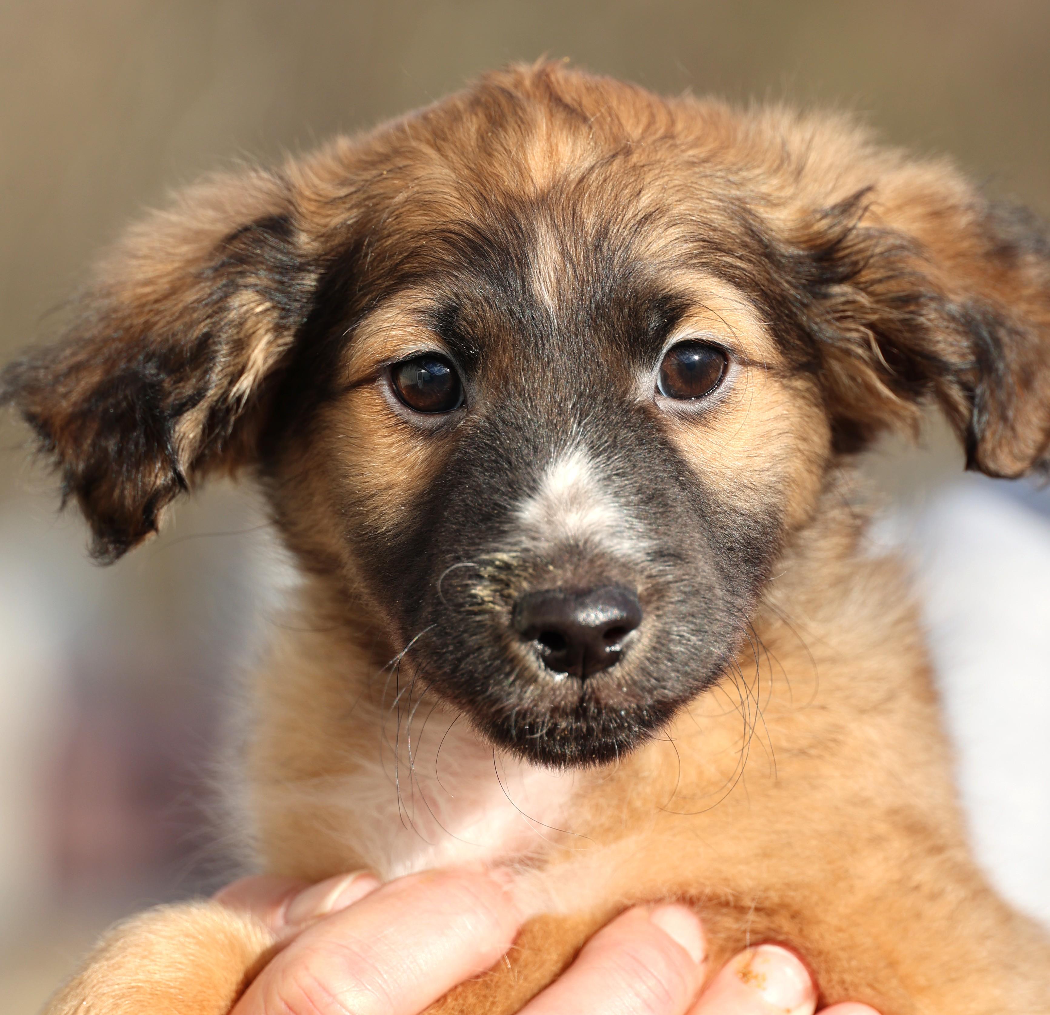 Vinnie-Pending! , adoptable, Puppy Male Spaniel & Chihuahua.