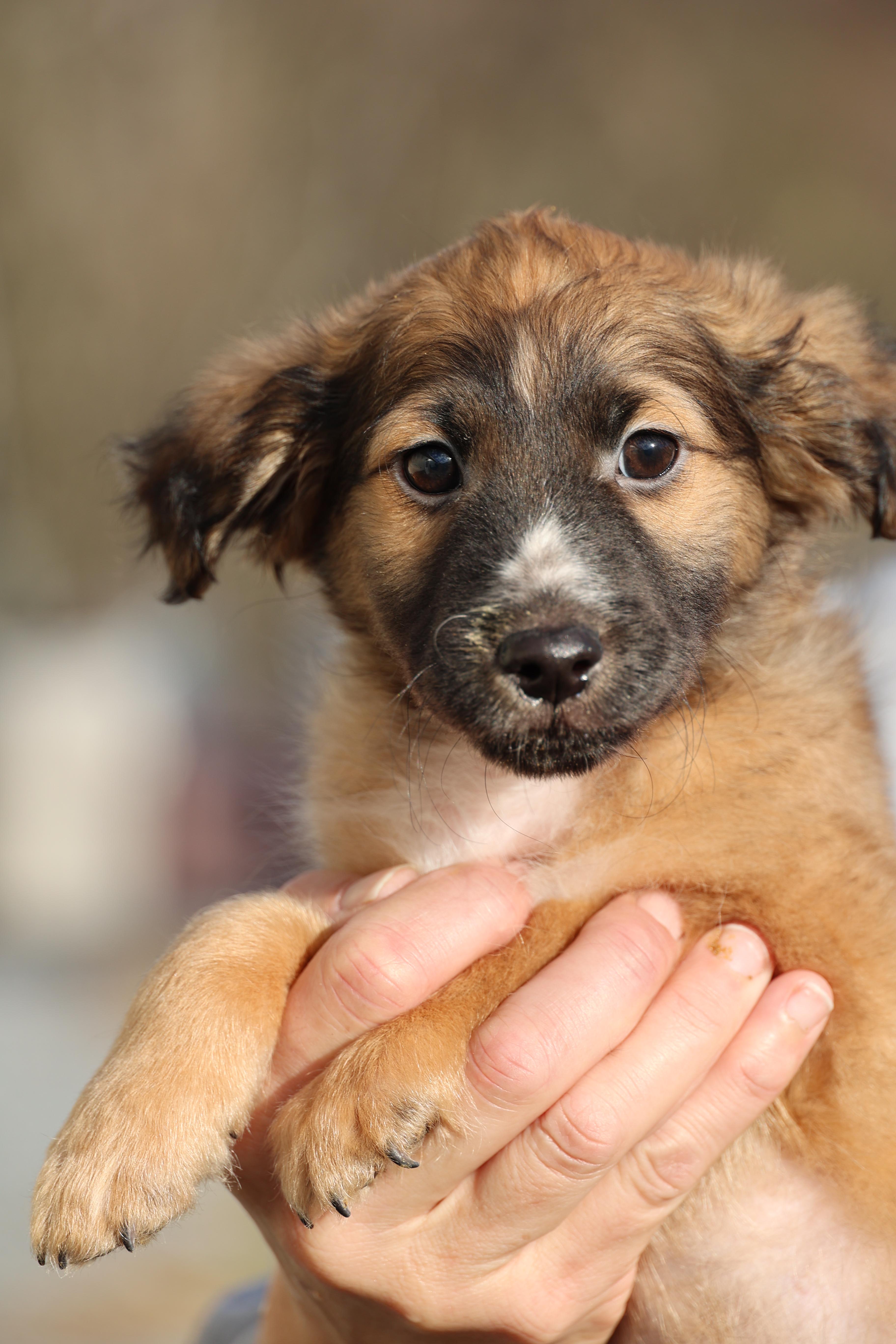 Enlarge Vinnie-Pending! , an adoptable mixed breed in Frederick, MD image 6/6