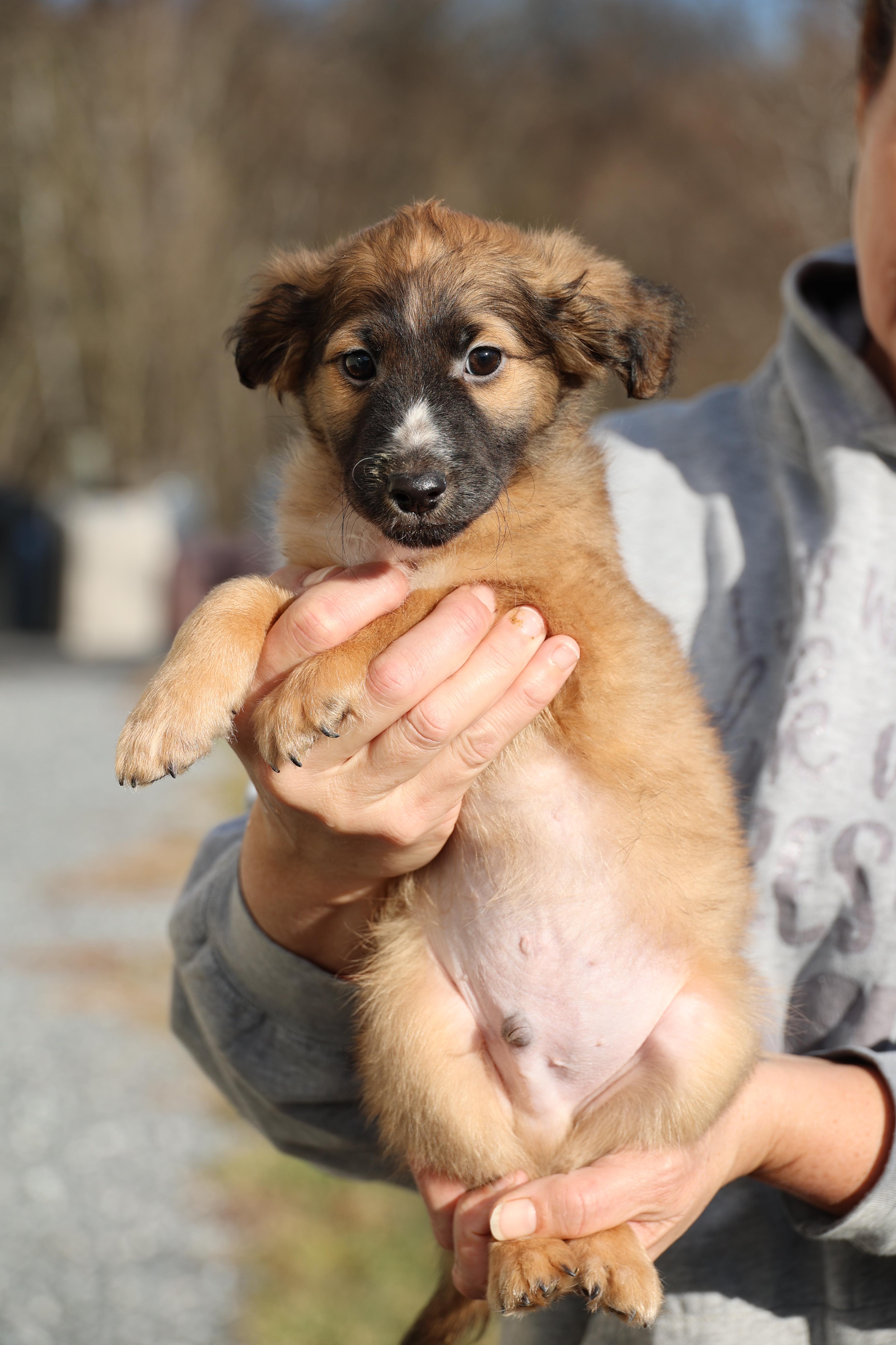 Enlarge Vinnie-Pending! , an adoptable mixed breed in Frederick, MD image 5/6