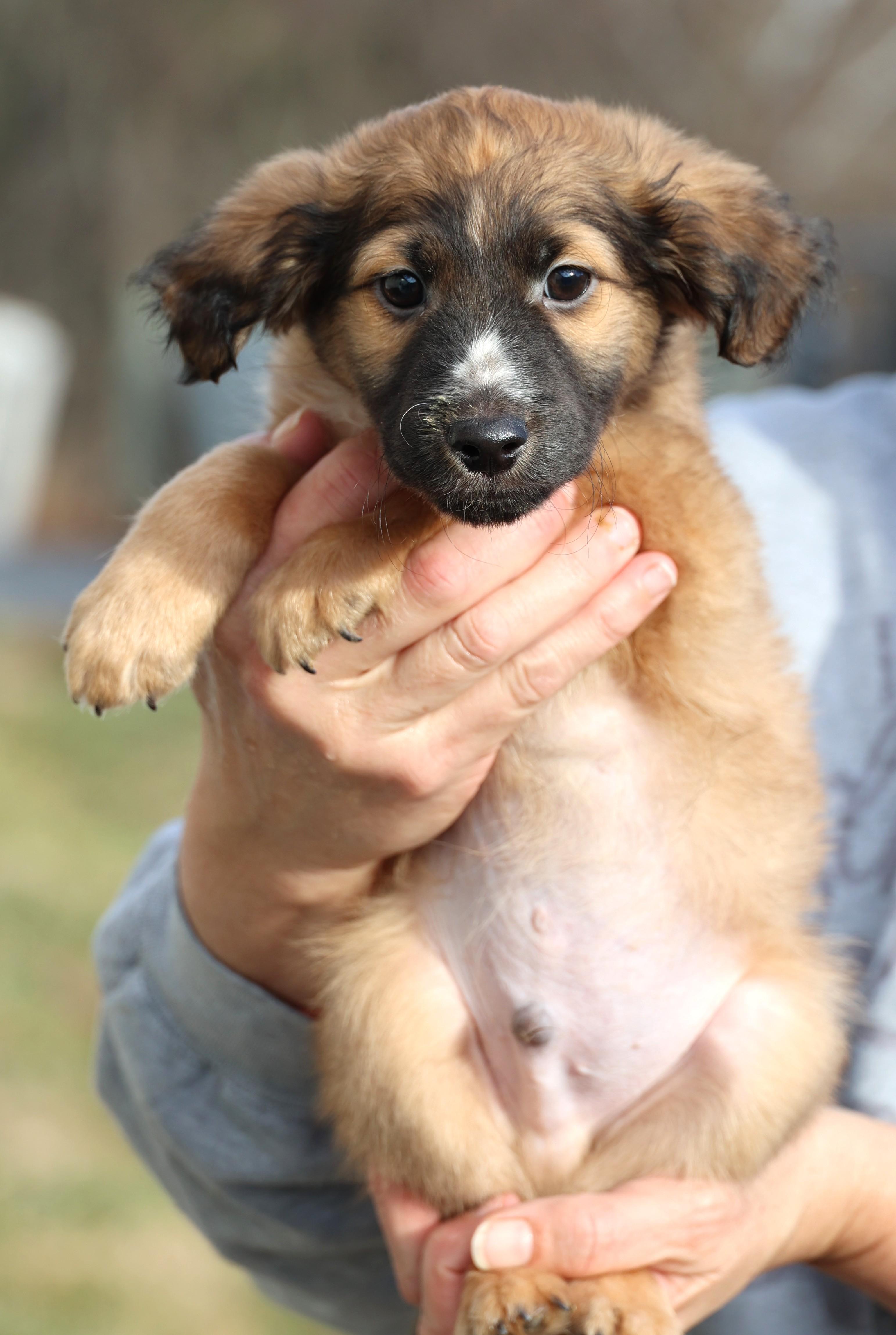 Enlarge Vinnie-Pending! , an adoptable mixed breed in Frederick, MD image 3/6