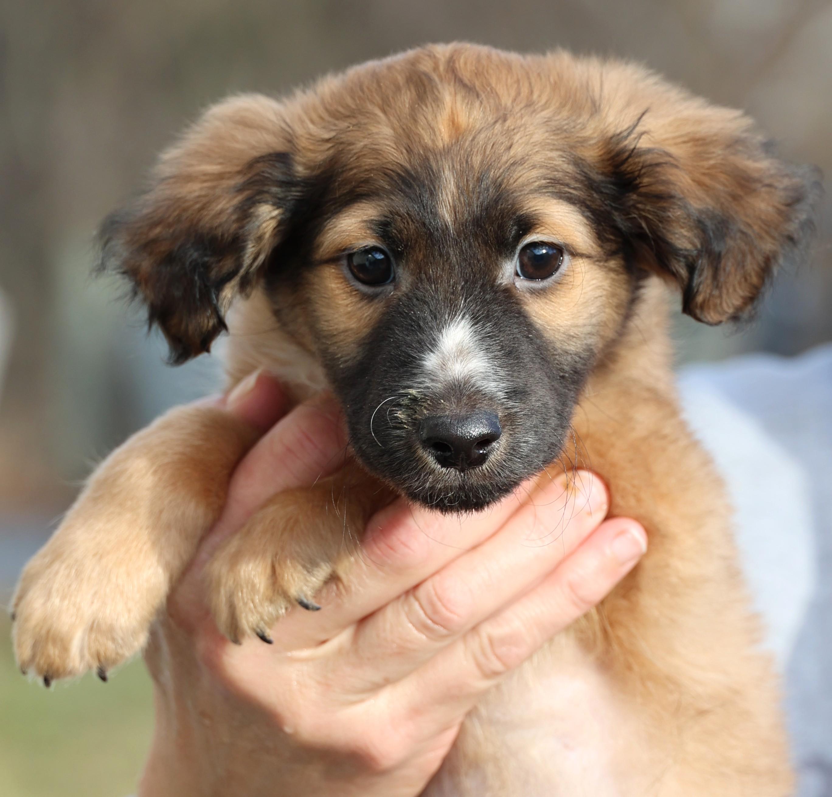 Enlarge Vinnie-Pending! , an adoptable mixed breed in Frederick, MD image 2/6