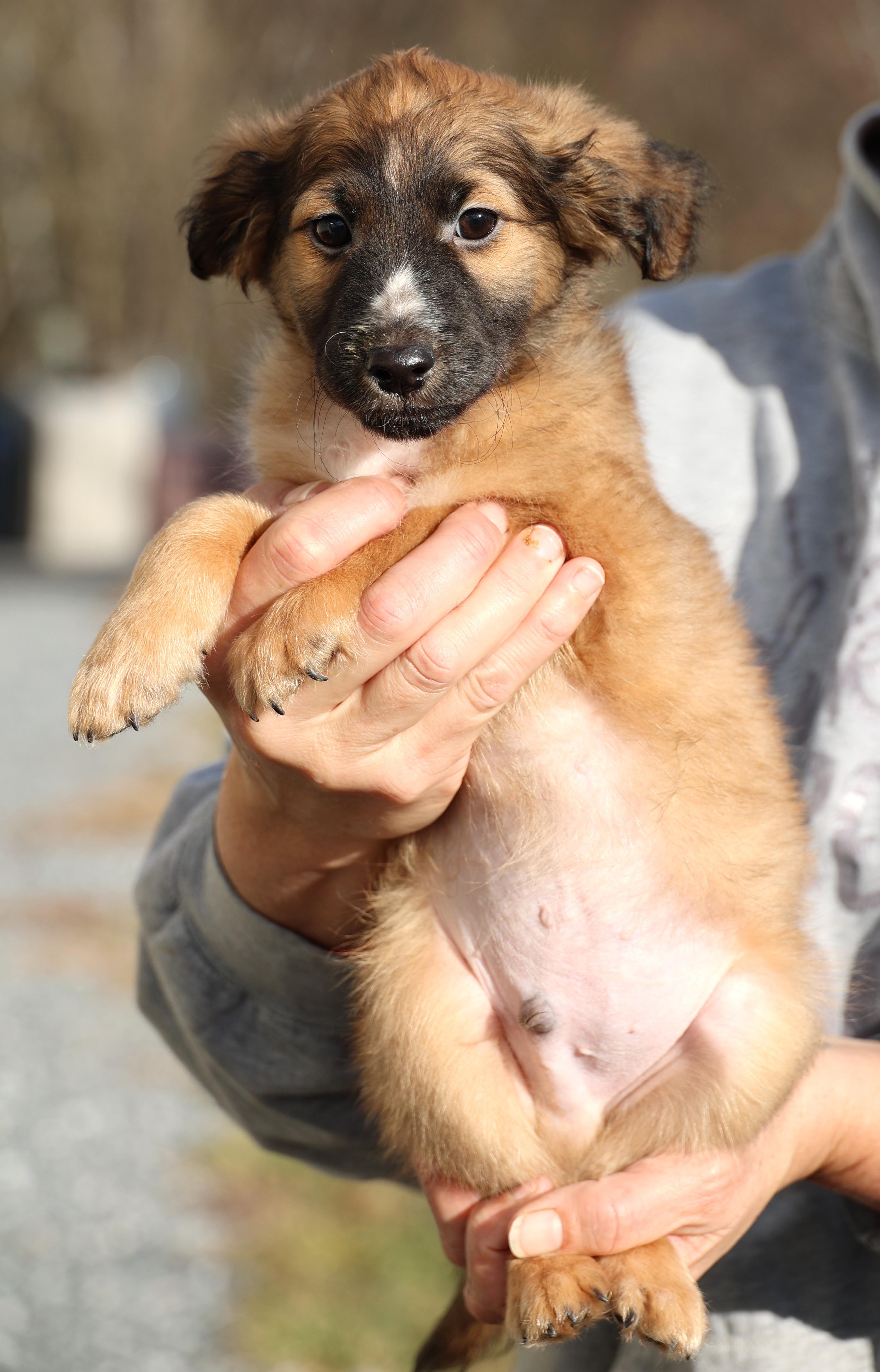 Enlarge Vinnie-Pending! , an adoptable mixed breed in Frederick, MD image 4/6