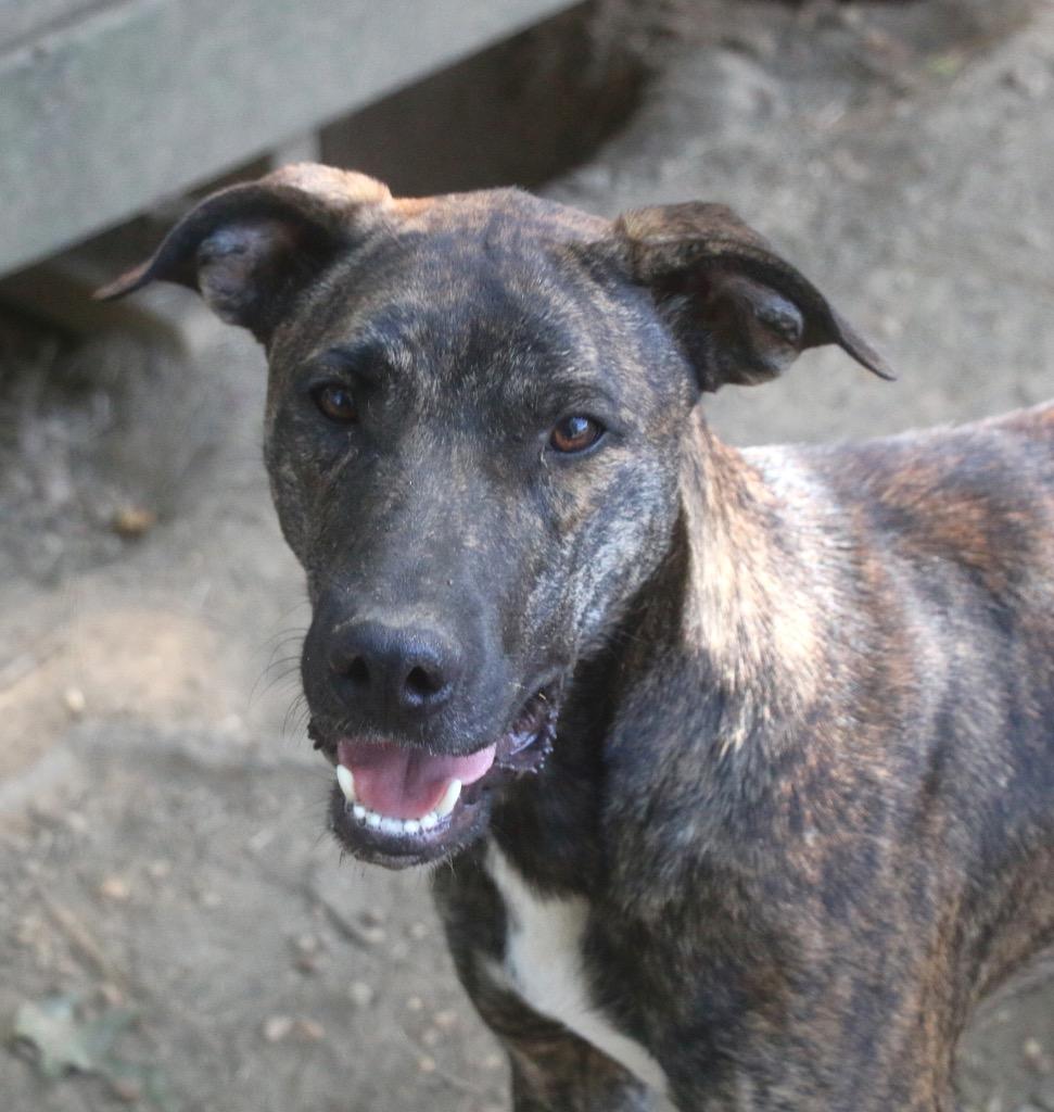 Spanky 26, a Adoptable mixed breed in Brookhaven, MS image 3/4
