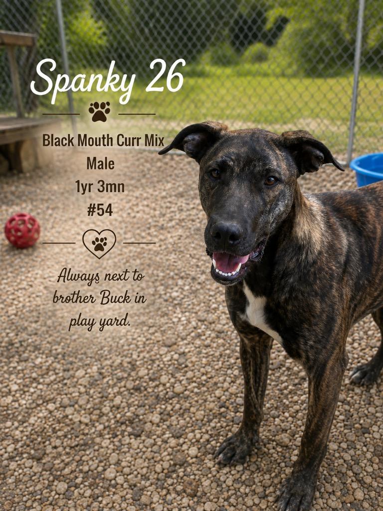 Enlarge Spanky 26, a Adoptable mixed breed in Brookhaven, MS image 5/5