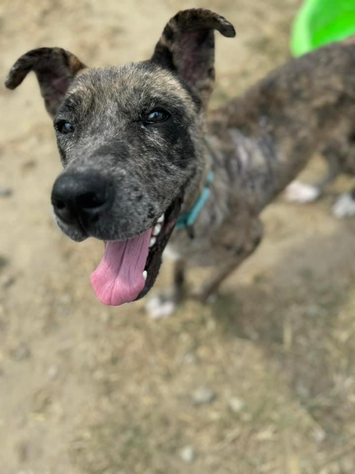Kipuka, Adopted, Adult Female Dutch Shepherd.